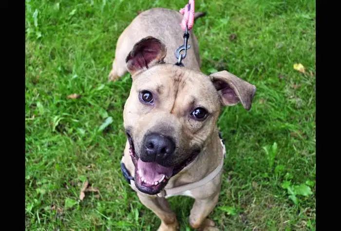 Enlarge Zuma, a Adoptable mixed breed in Coupeville, WA image 2/4