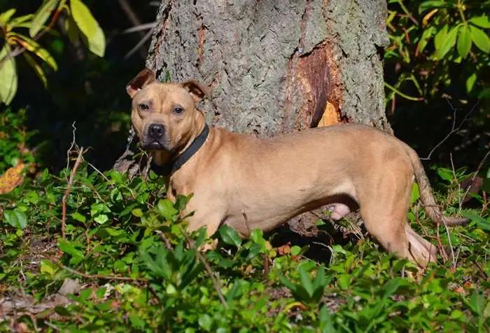 Enlarge Zuma, a Adoptable mixed breed in Coupeville, WA image 3/4