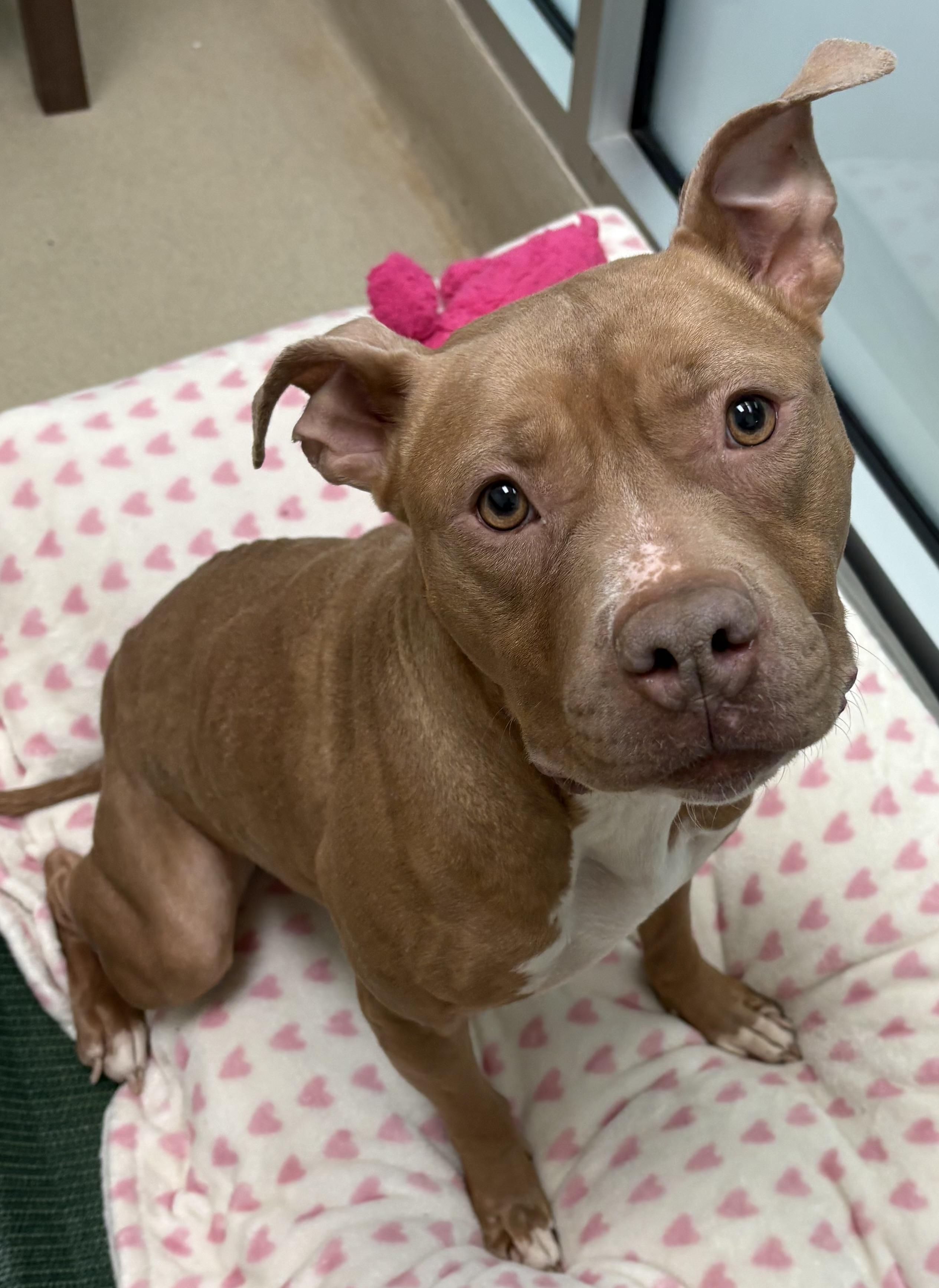 Enlarge Violet, a ADOPTABLE Pit Bull Terrier in Iowa City, IA image 3/3
