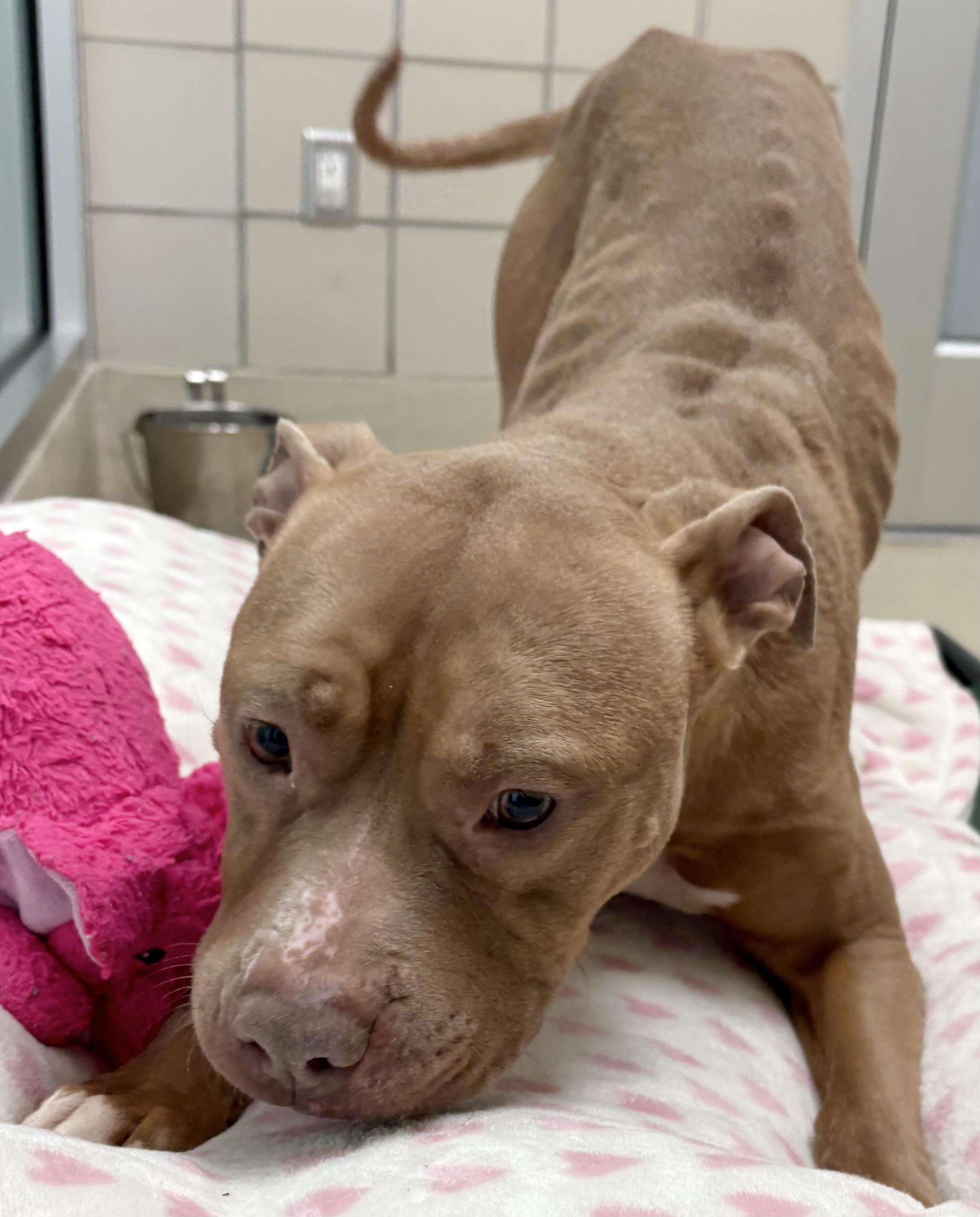 Enlarge Violet, a ADOPTABLE Pit Bull Terrier in Iowa City, IA image 2/3