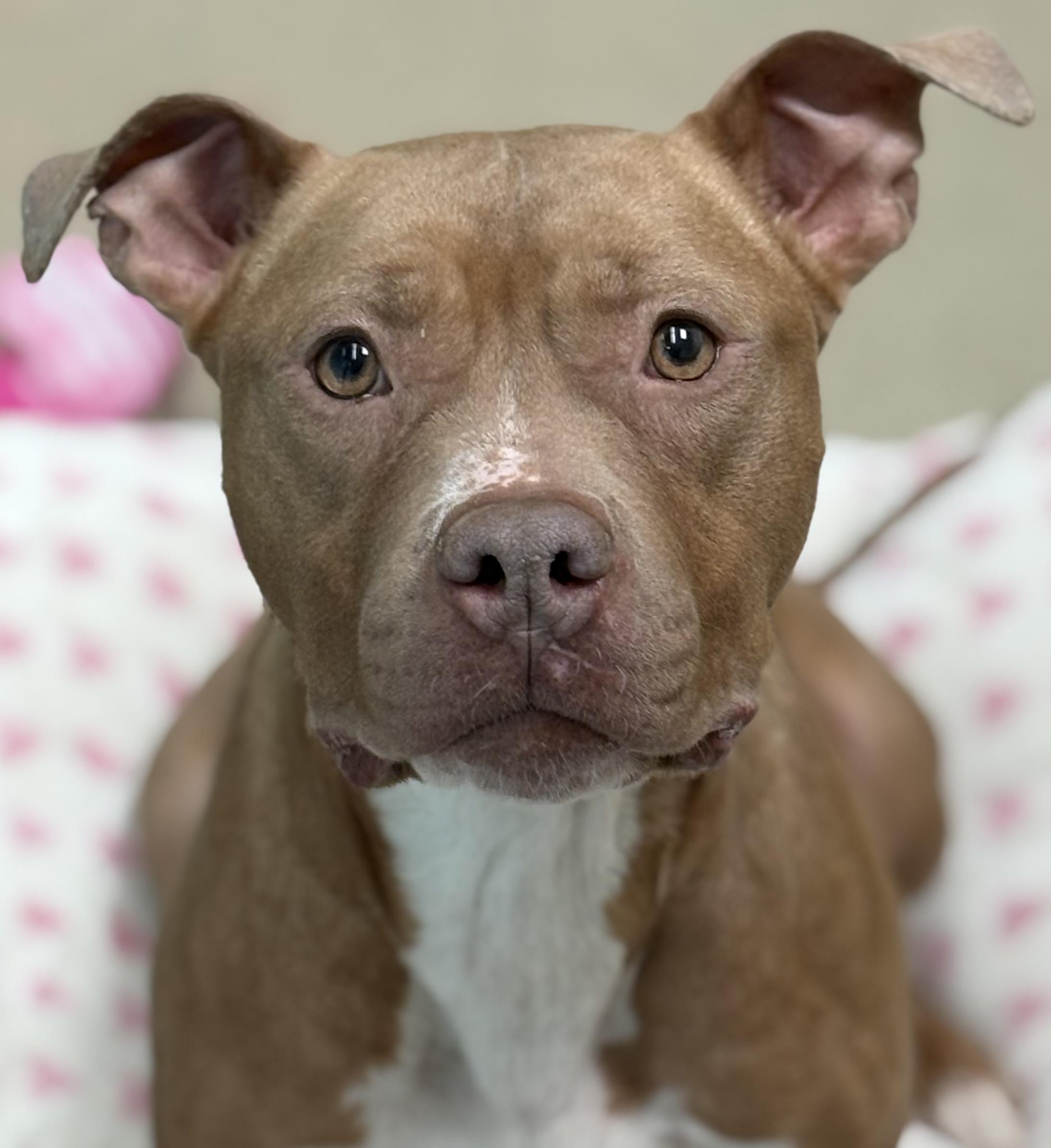 Violet, ADOPTABLE, Adult Female Pit Bull Terrier.