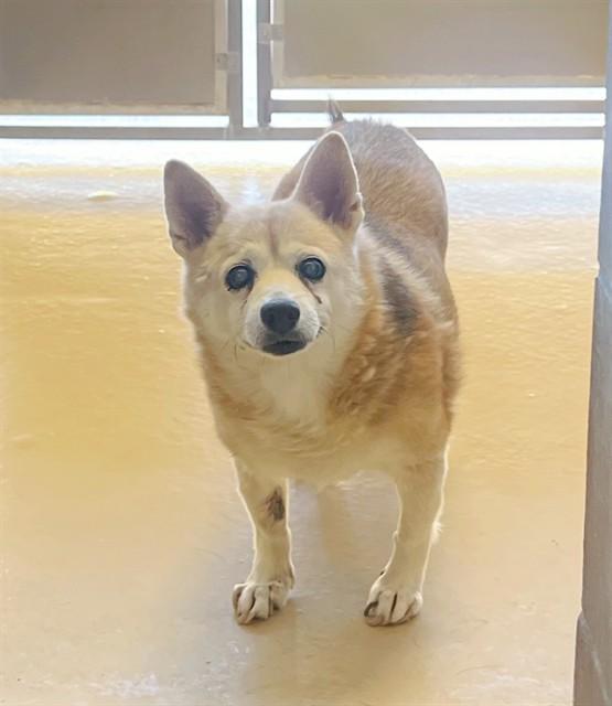 HENRY, Adoptable, Senior Male Cardigan Welsh Corgi & Mixed Breed.