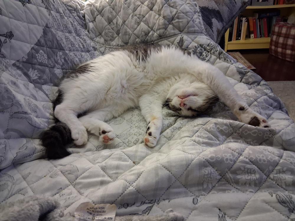 Enlarge Creamy, a Adoptable mixed breed in Willingboro, NJ image 2/3