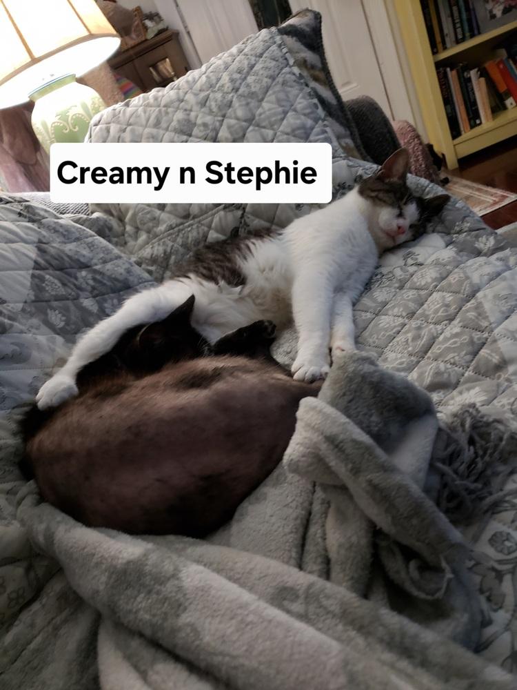 Enlarge Creamy, a Adoptable mixed breed in Willingboro, NJ image 3/3