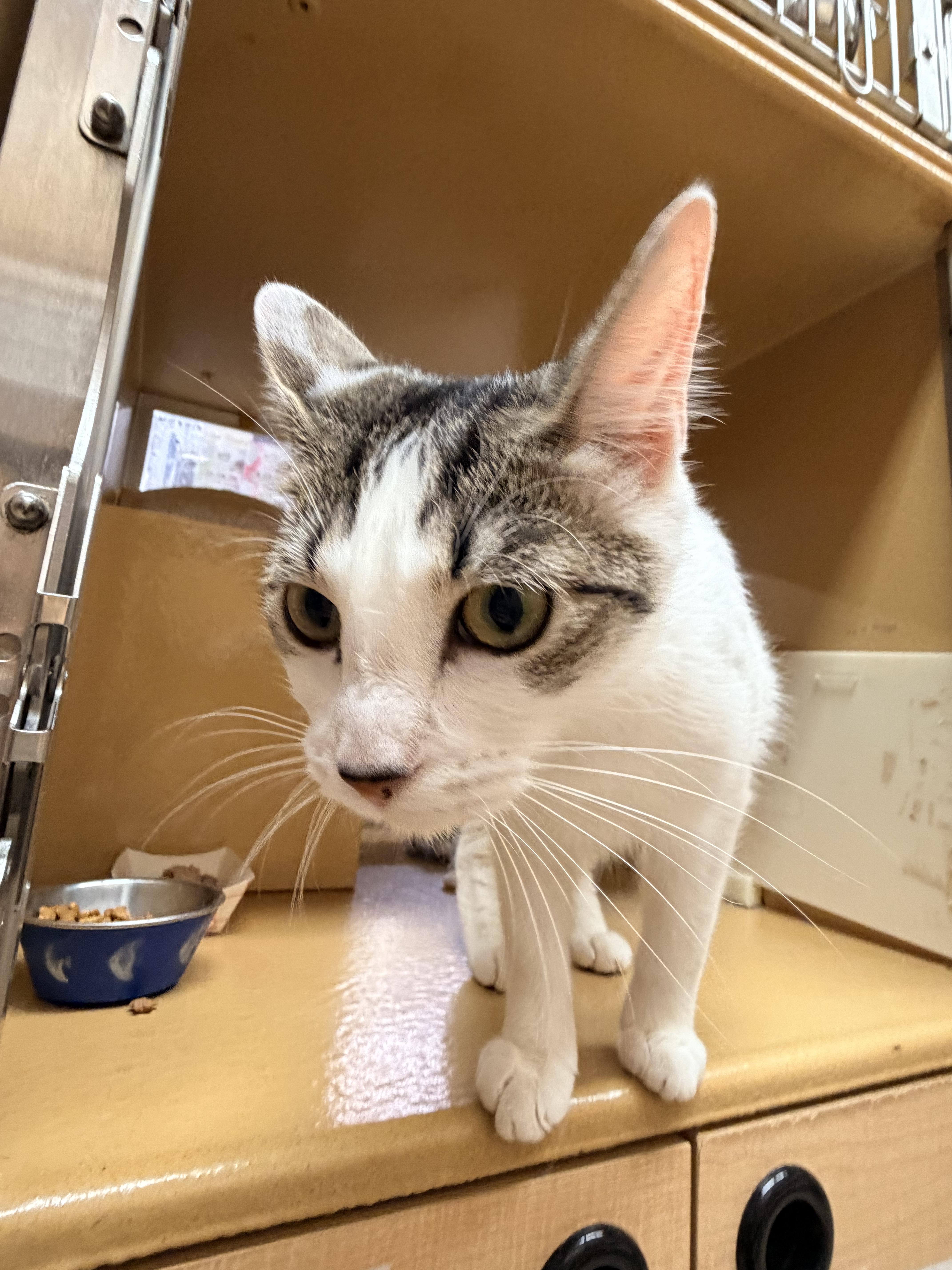 Millie, an adopted Domestic Short Hair in Cambridge, MA image 4/4