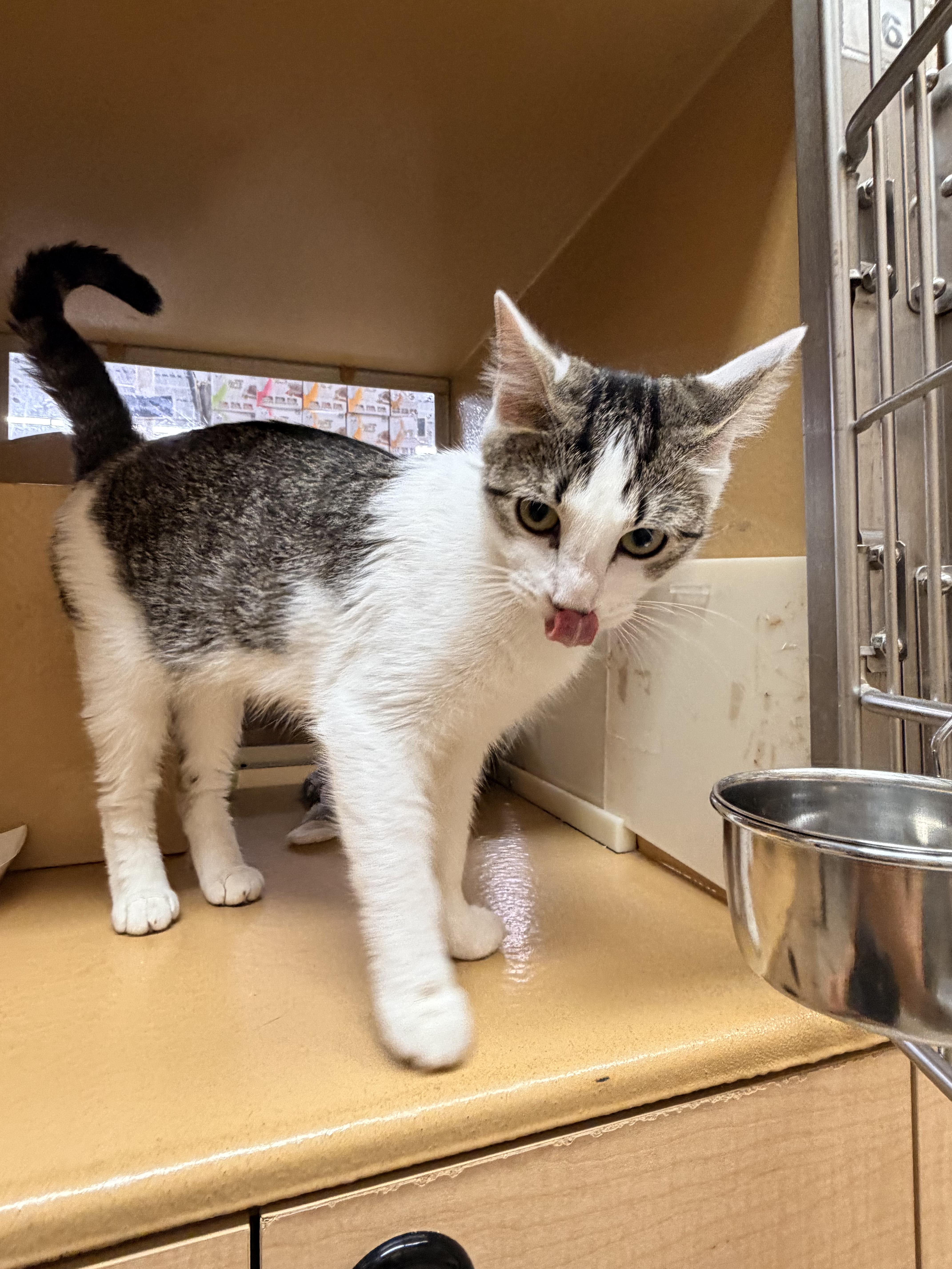 Millie, adopted, Young Female Domestic Short Hair.
