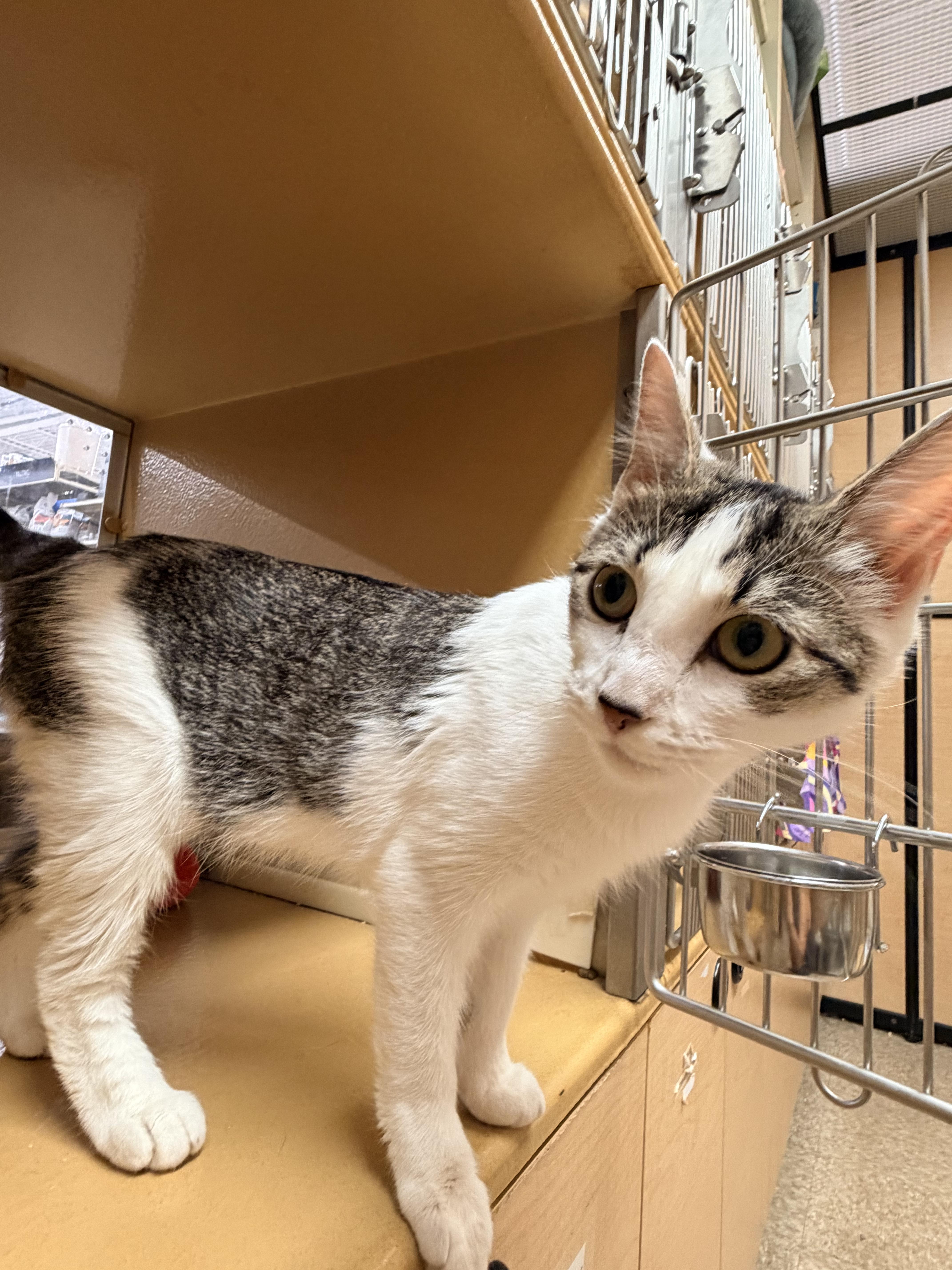 Millie, an adopted Domestic Short Hair in Cambridge, MA image 3/4