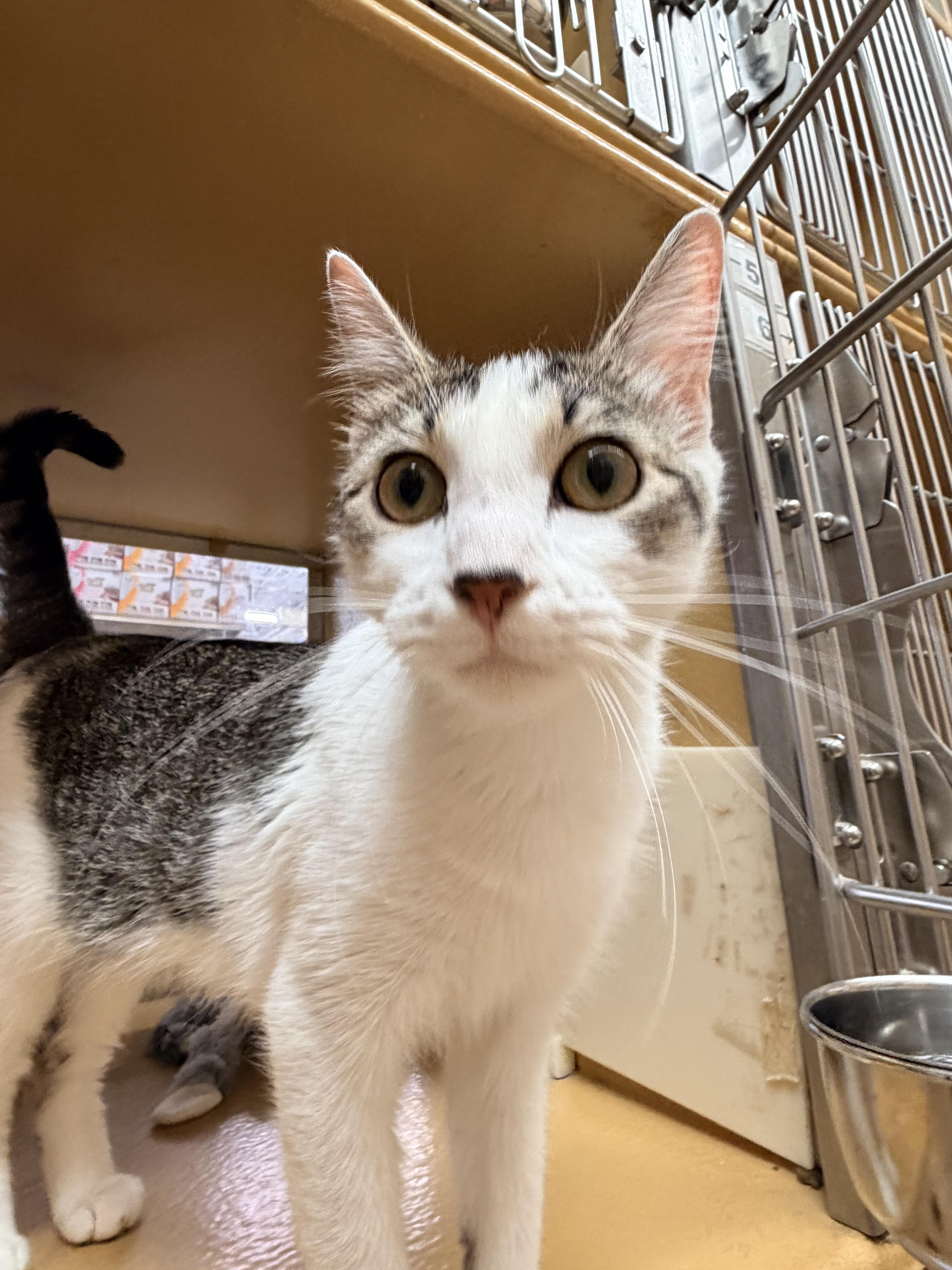Millie, an adopted Domestic Short Hair in Cambridge, MA image 2/4