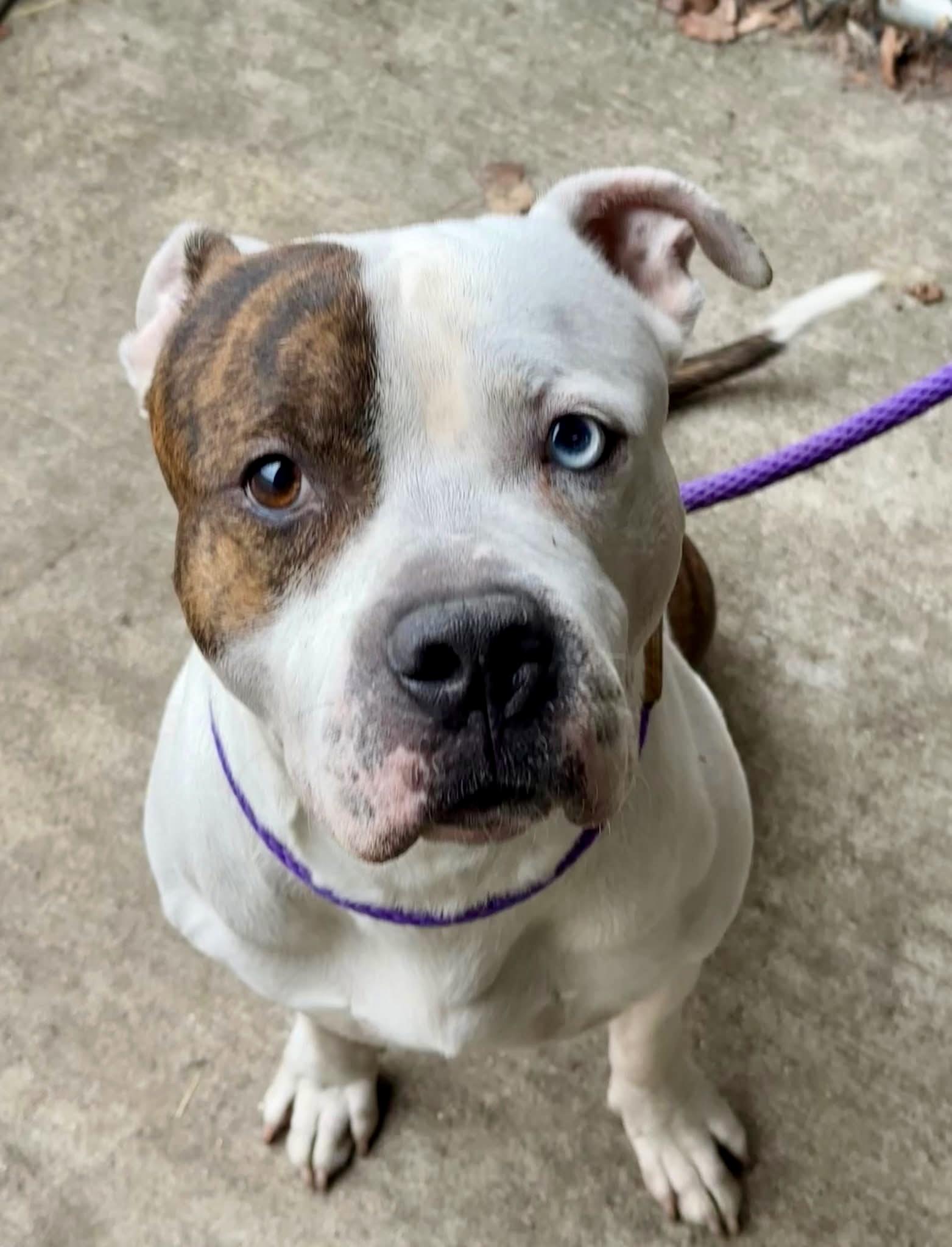Enlarge Heron, an adoptable Pit Bull Terrier in Chicago, IL image 1/2