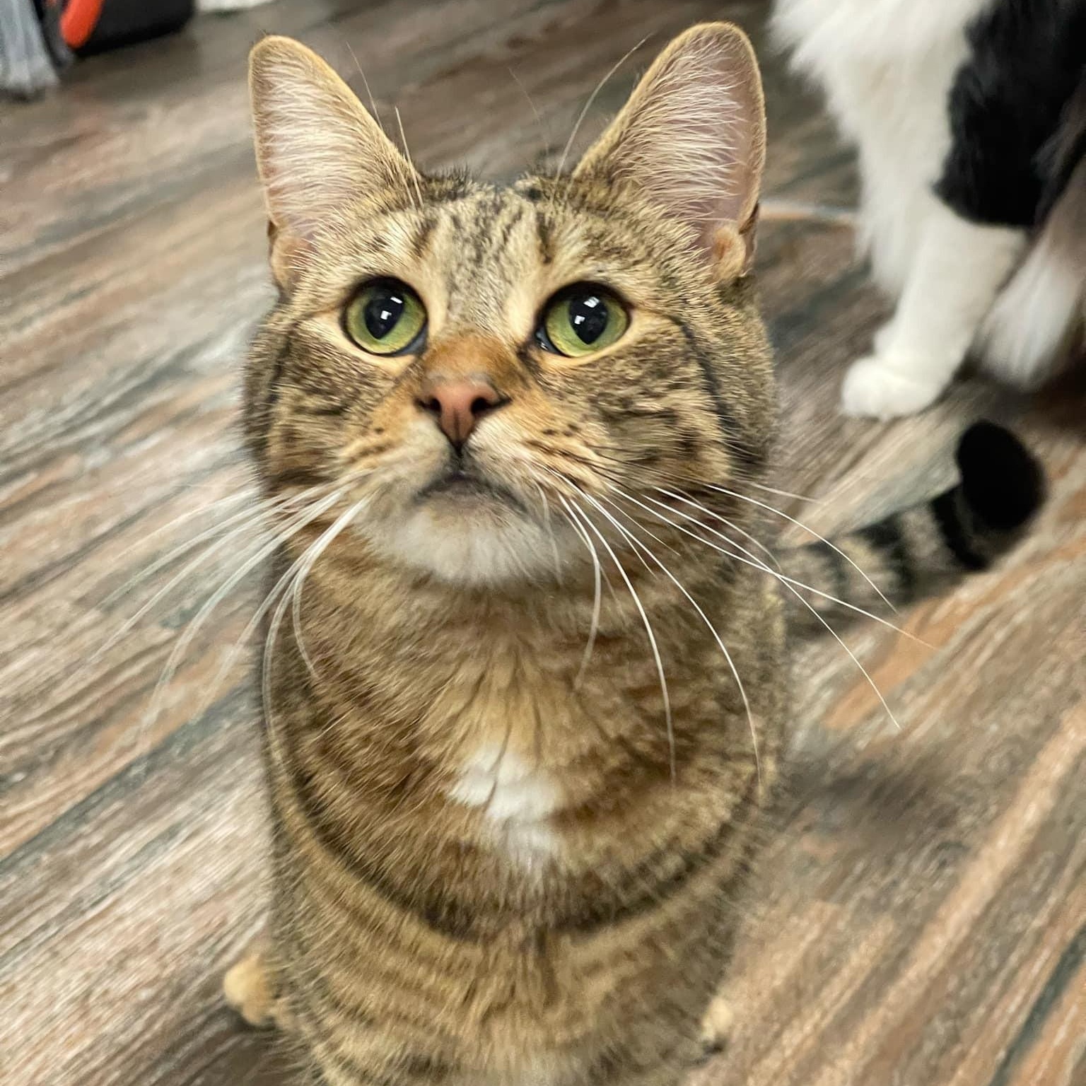Wanda, Adoptable, Young Female Domestic Short Hair.