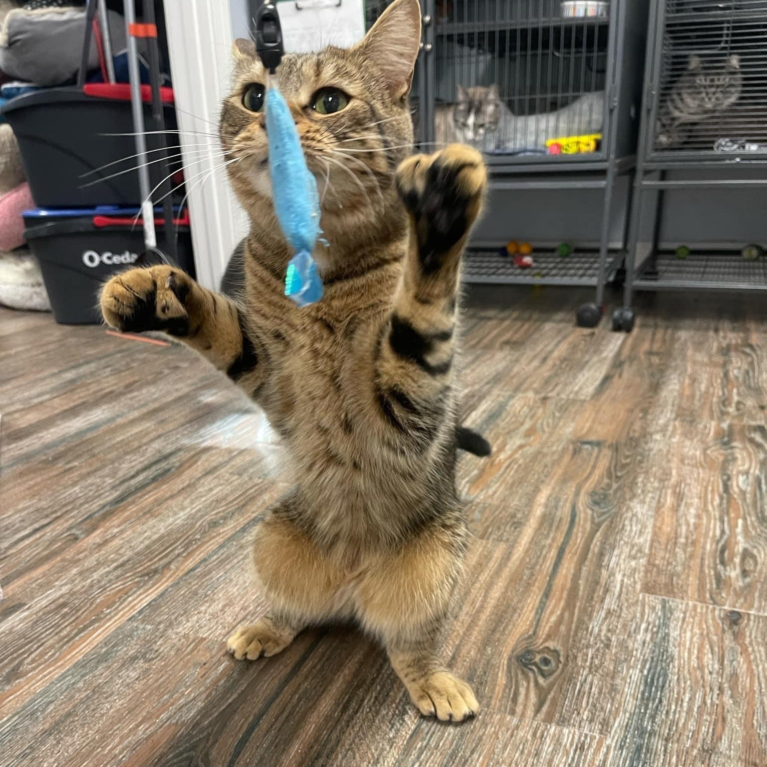 Wanda, a Adoptable Domestic Short Hair in Warwick, RI image 2/3