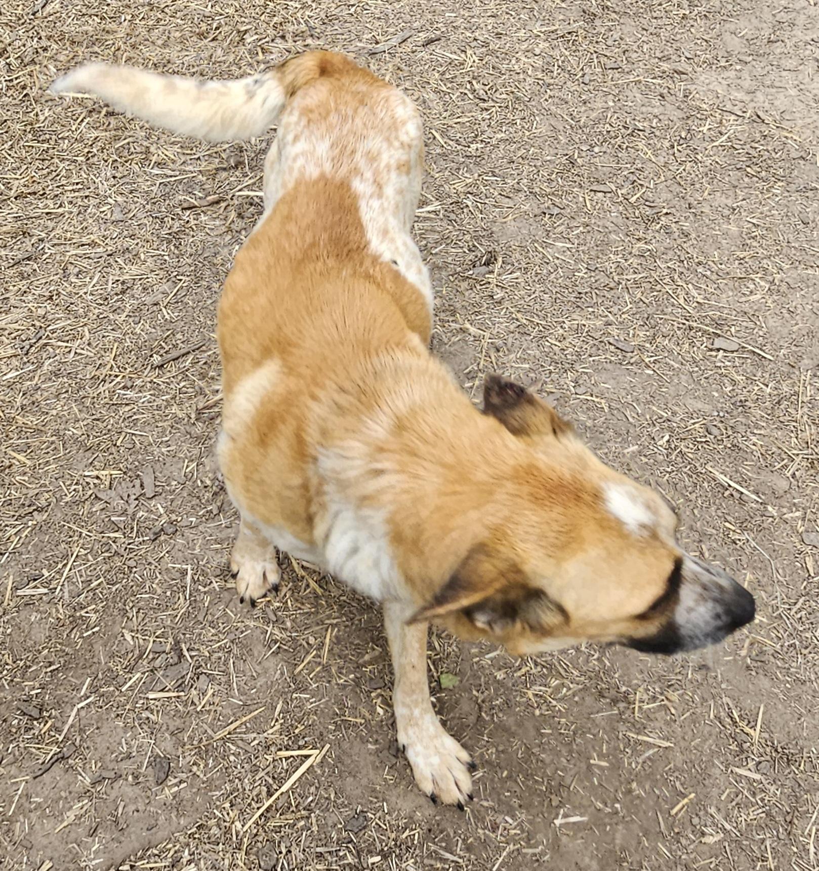 Enlarge Blaze, an adoption pending Australian Cattle Dog / Blue Heeler image 1/1