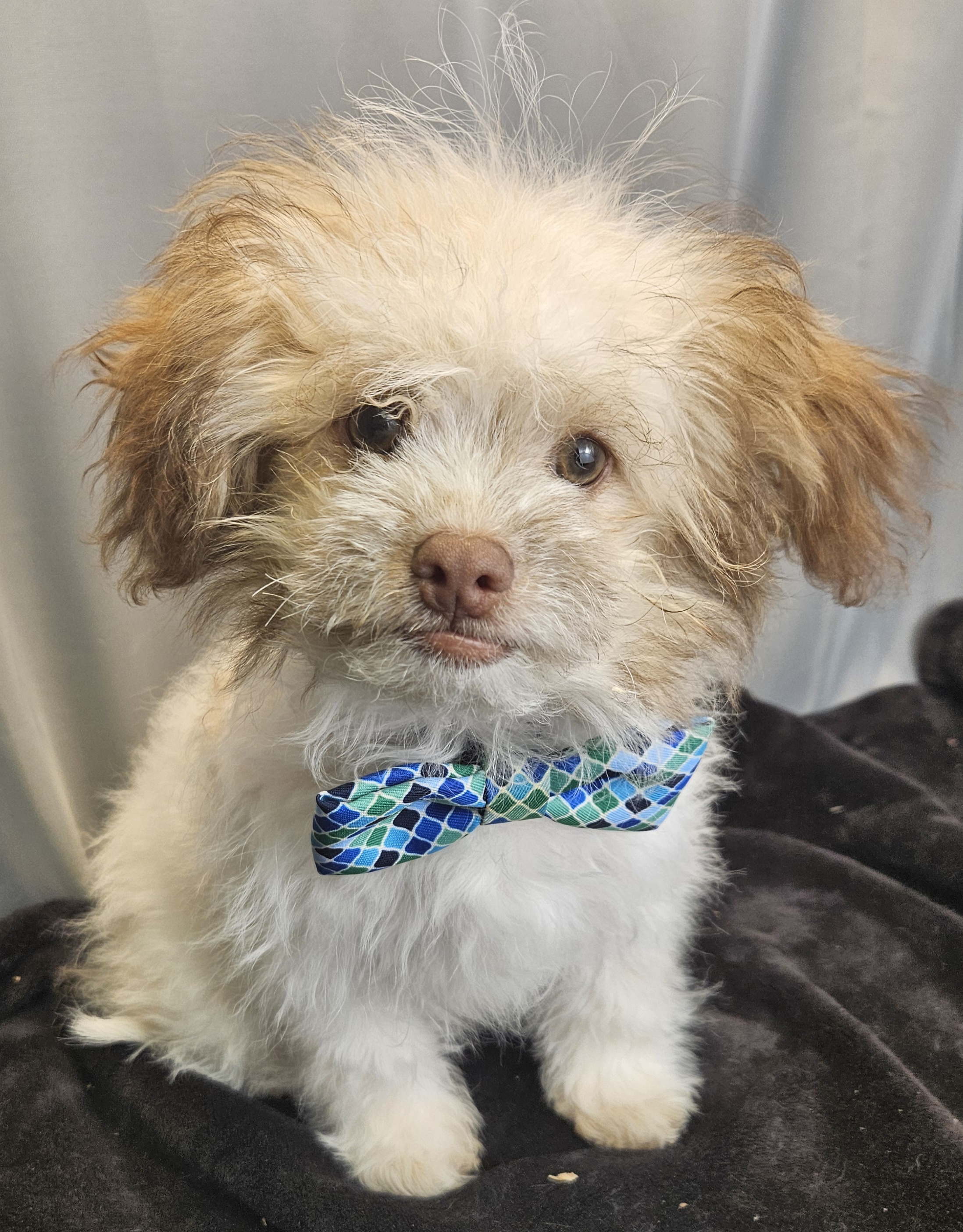 Dog for adoption Johnny Cash, a Pomeranian Mix in Hartford, CT