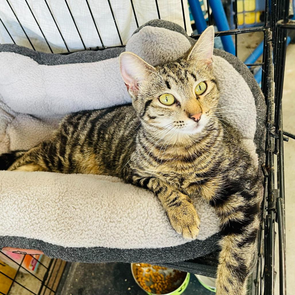 Willow, Adoptable, Young Female Domestic Short Hair.