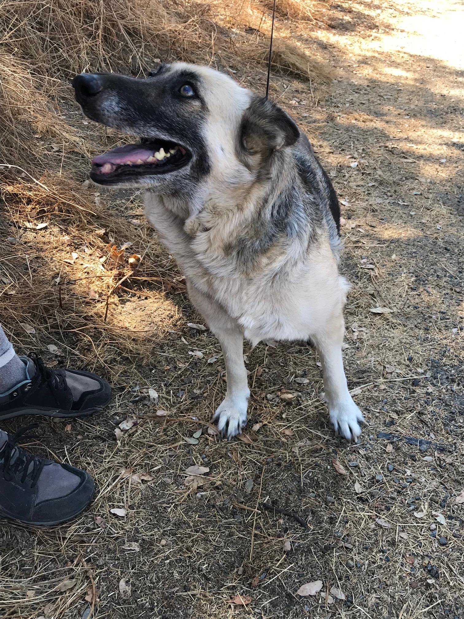 Enlarge Lady   Oakhurst, CA, an adopted German Shepherd Dog in Oakhurst, CA image 1/4