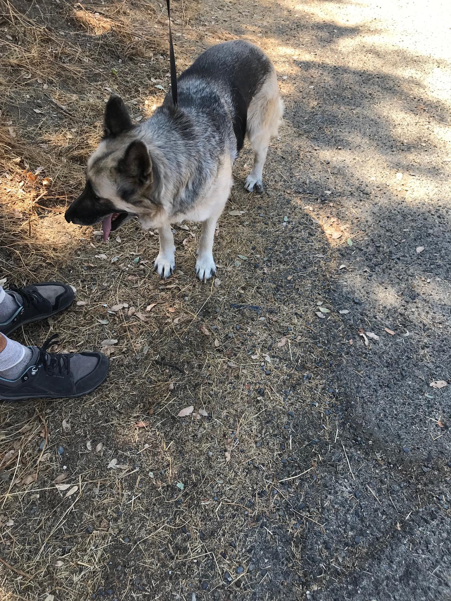 Enlarge Lady   Oakhurst, CA, an adopted German Shepherd Dog in Oakhurst, CA image 2/4