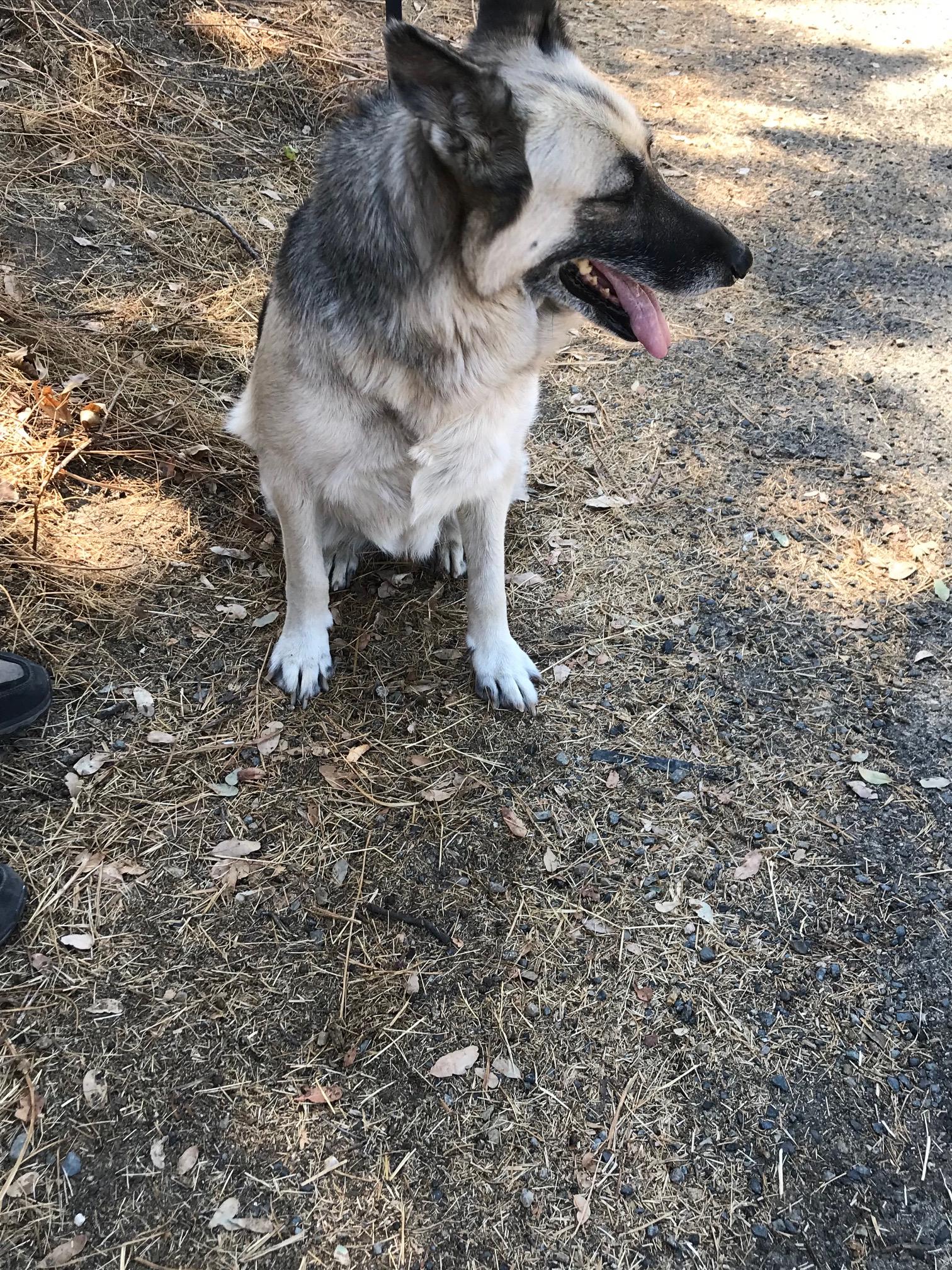 Enlarge Lady   Oakhurst, CA, an adopted German Shepherd Dog in Oakhurst, CA image 3/4