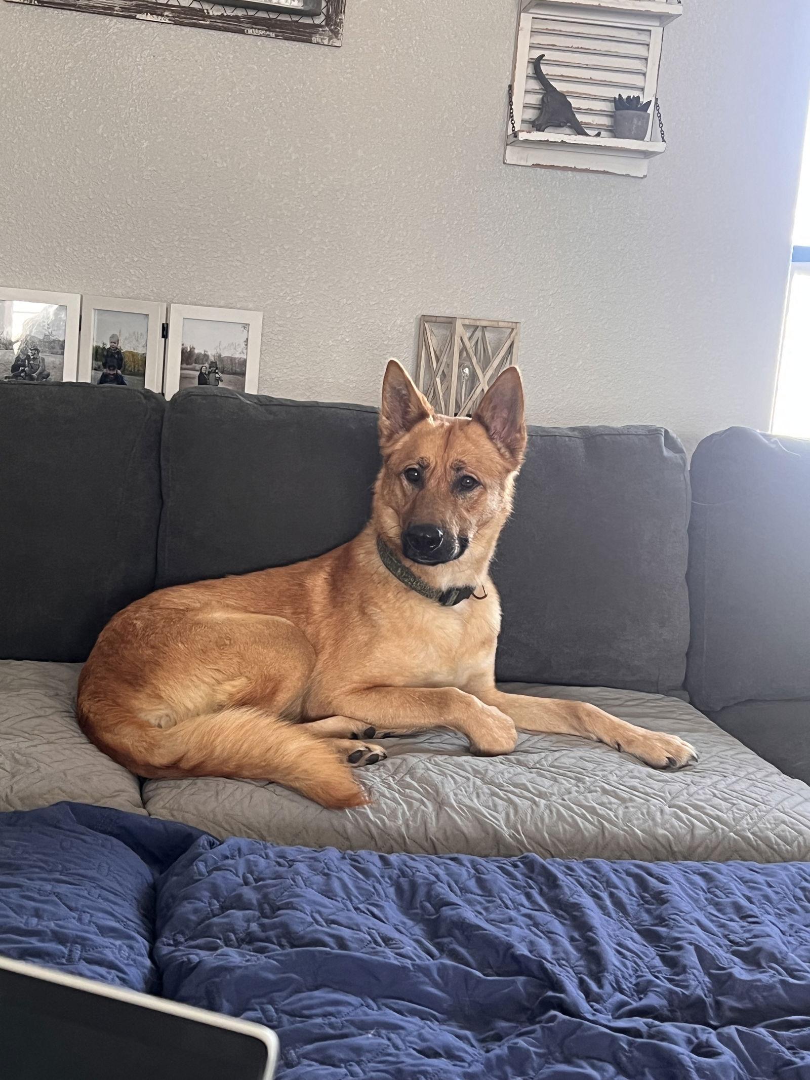 Marley, a Adoptable German Shepherd Dog in Polson, MT image 1/3