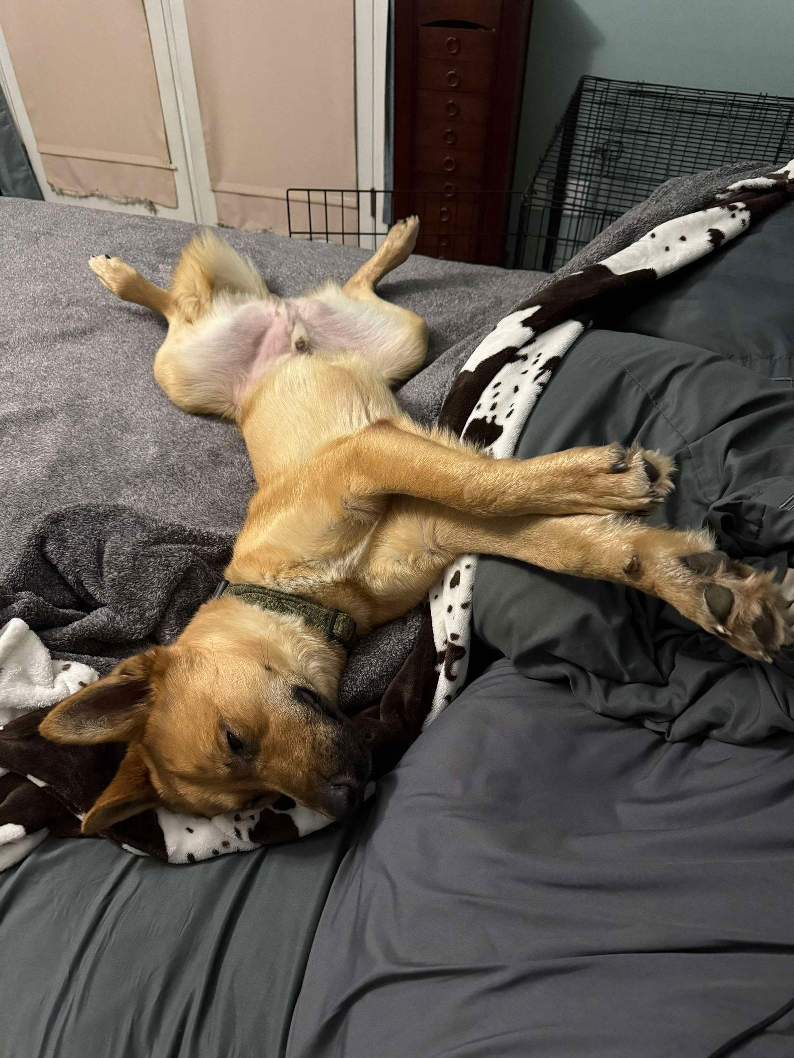 Marley, a Adoptable German Shepherd Dog in Polson, MT image 2/3