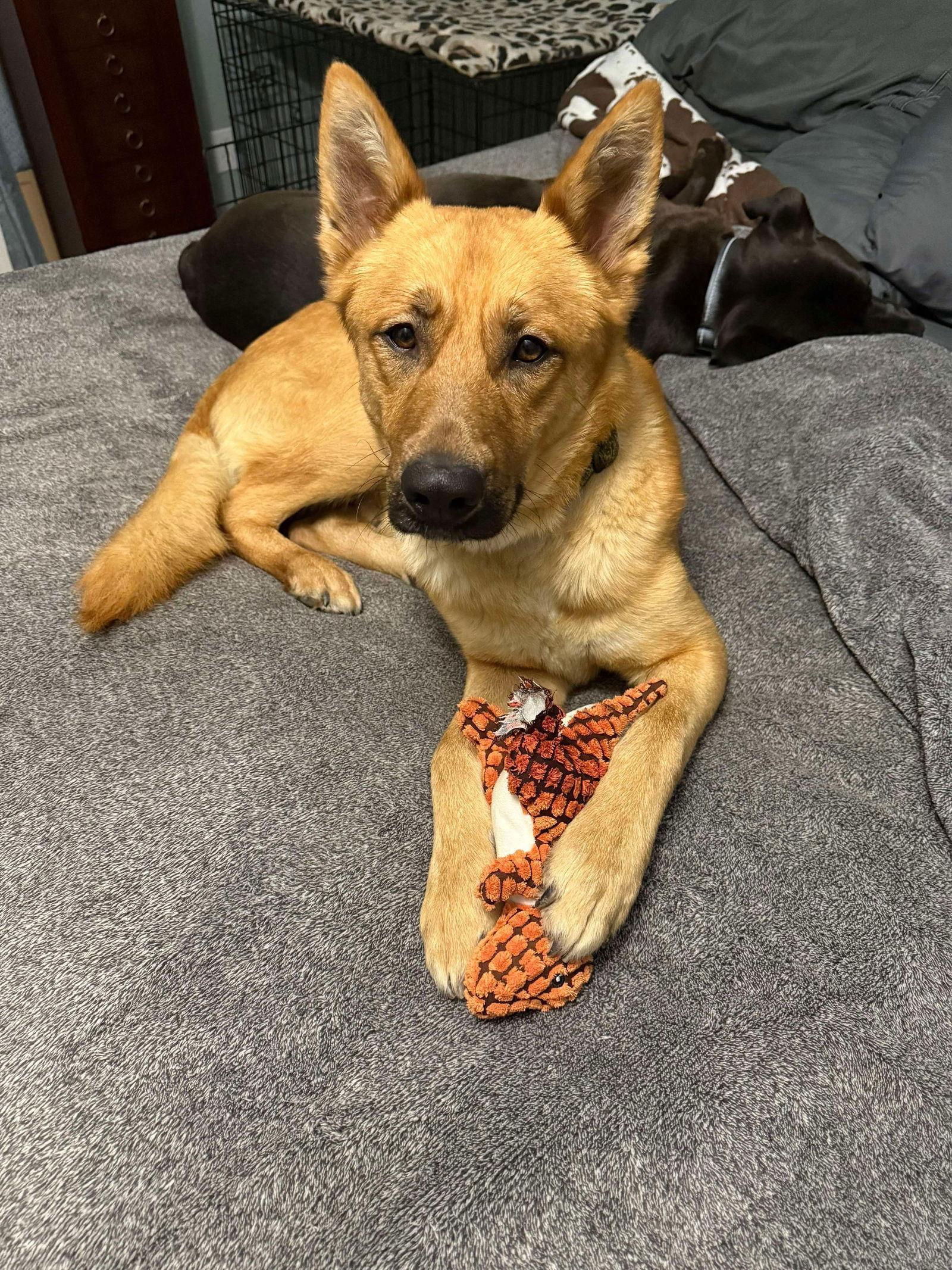 Marley, a Adoptable German Shepherd Dog in Polson, MT image 3/3