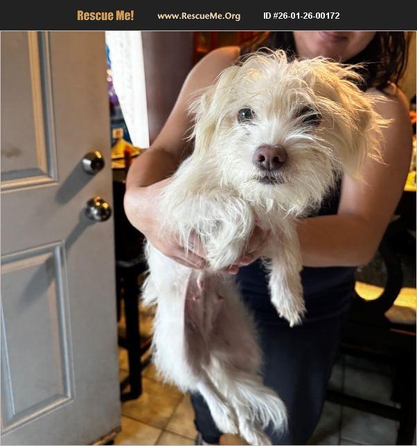 Enlarge Venelope, a Adoptable mixed breed in Cedar City, UT image 1/1