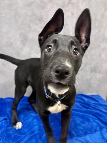 Enlarge Chanel, a Adoptable mixed breed in Cedar Hill, TX image 1/2