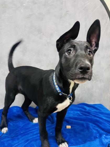 Enlarge Chanel, a Adoptable mixed breed in Cedar Hill, TX image 2/2