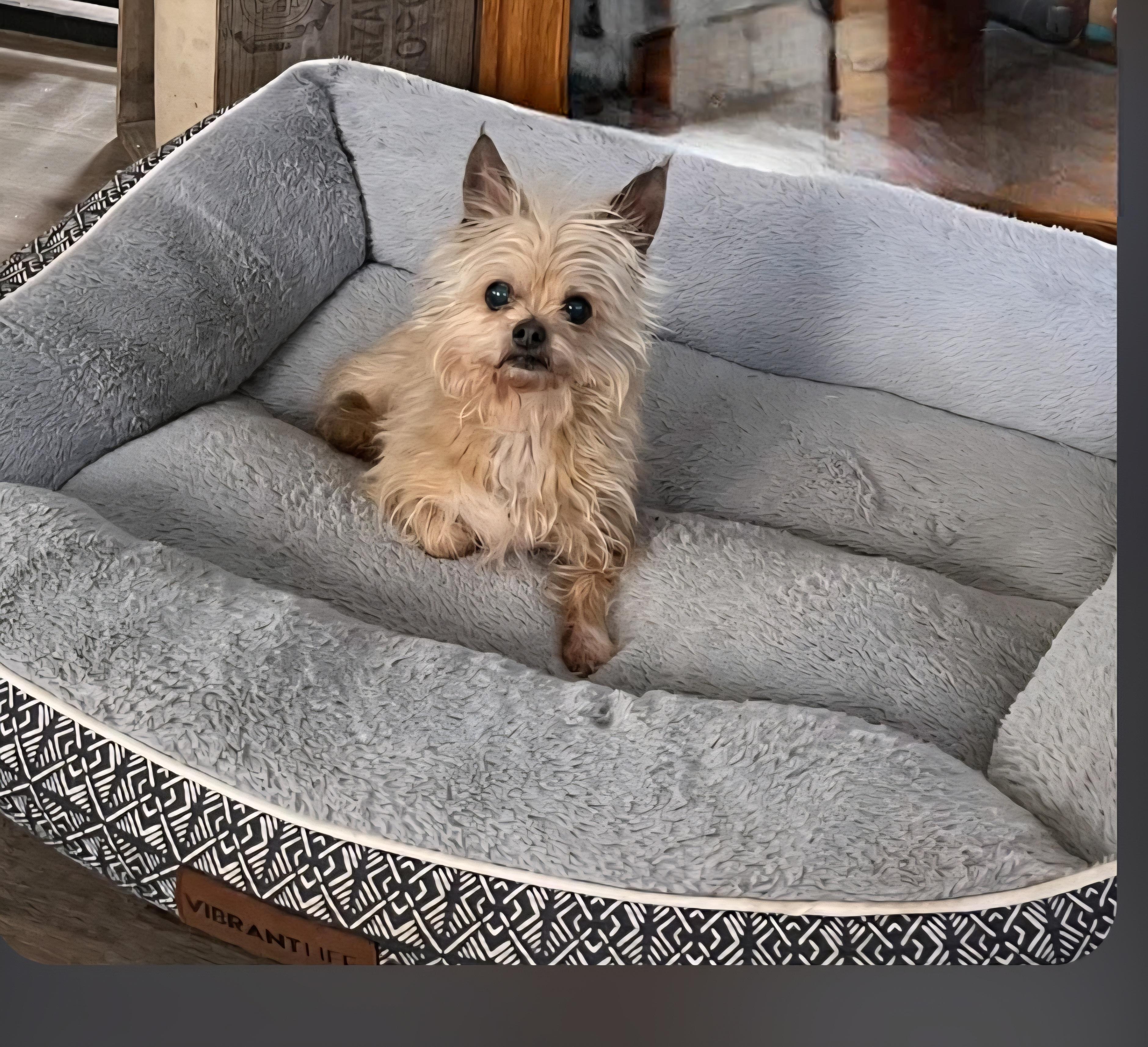 Simon- adopted-, ADOPTABLE, Senior Male Yorkshire Terrier.