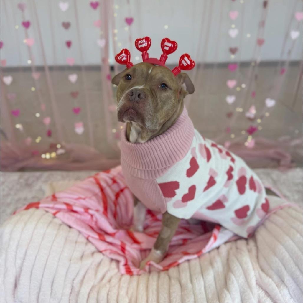 Enlarge Pudge, a Adoptable mixed breed in Chicago, IL image 1/6