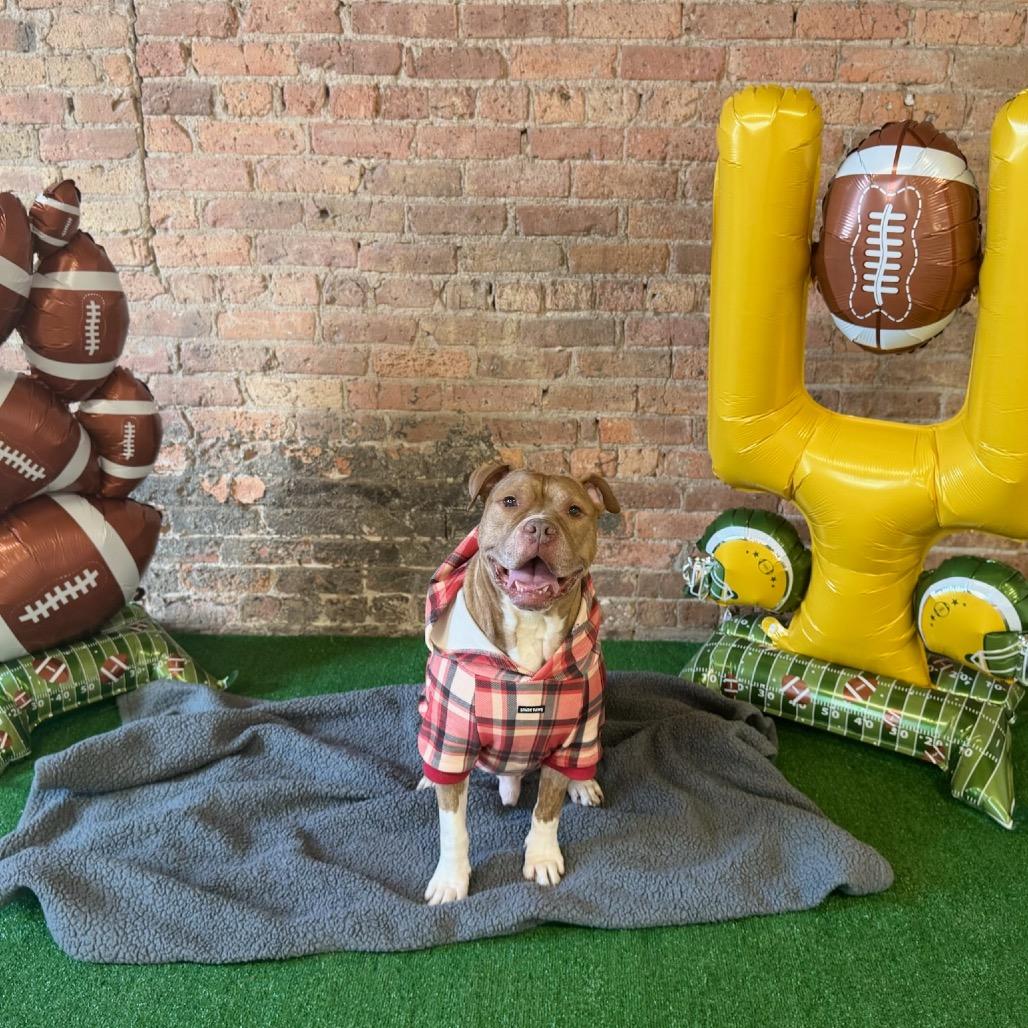 Enlarge Pudge, a Adoptable mixed breed in Chicago, IL image 2/5