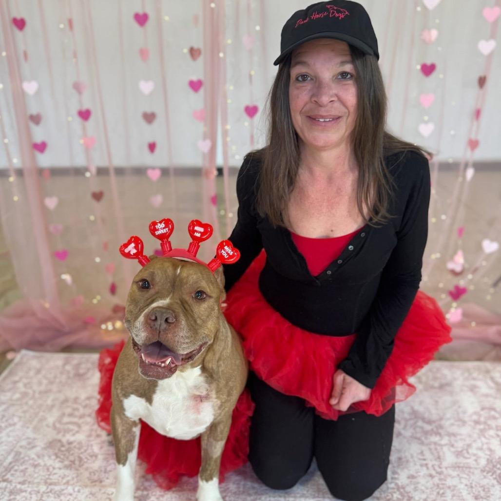 Enlarge Pudge, a Adoptable mixed breed in Chicago, IL image 2/6