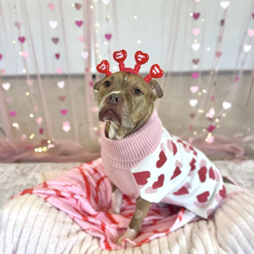 Enlarge Pudge, a Adoptable mixed breed in Chicago, IL image 3/5