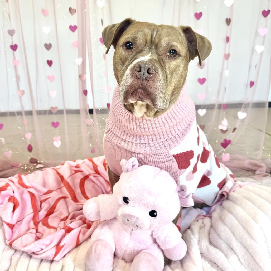 Pudge, Adoptable, Adult Male Pit Bull Terrier & English Bulldog.