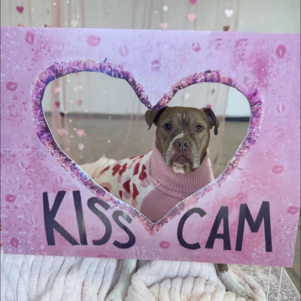 Enlarge Pudge, a Adoptable mixed breed in Chicago, IL image 4/6