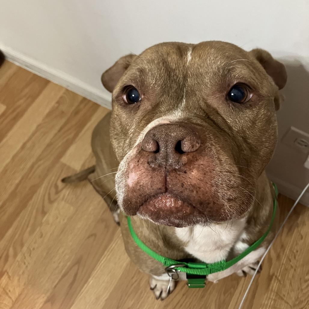 Enlarge Pudge, a Adoptable mixed breed in Chicago, IL image 2/6