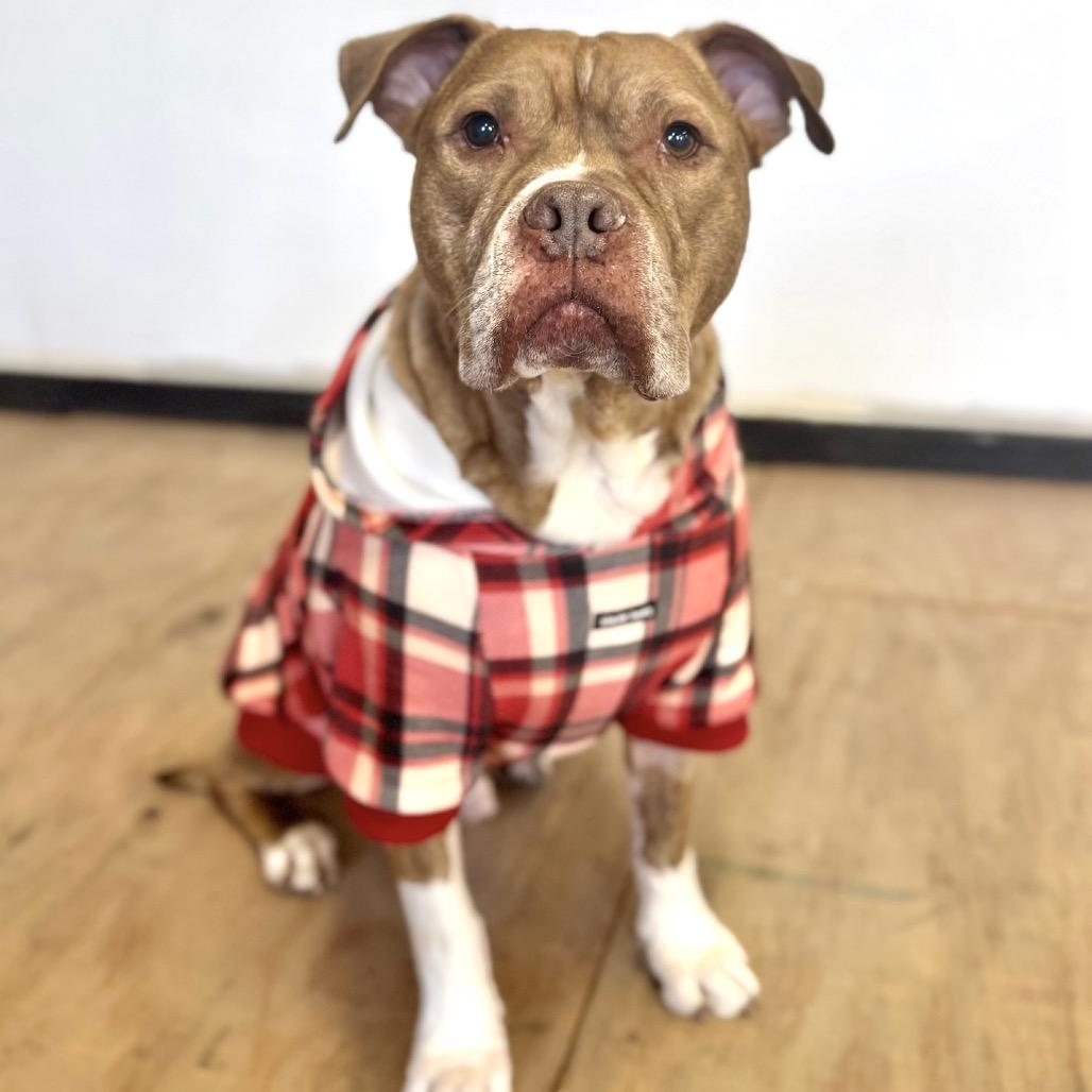 Enlarge Pudge, a Adoptable mixed breed in Chicago, IL image 4/5