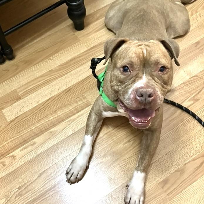 Enlarge Pudge, a Adoptable mixed breed in Chicago, IL image 4/6