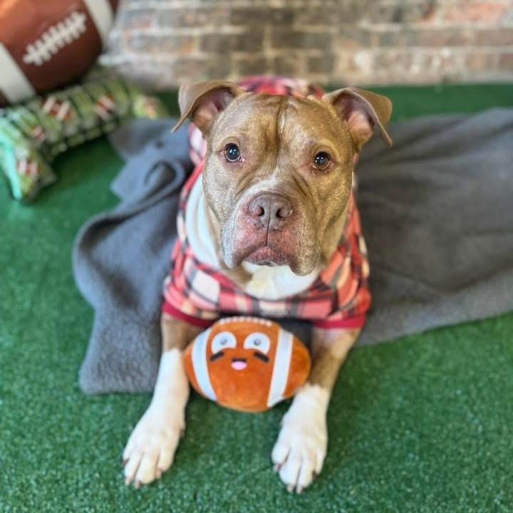 Enlarge Pudge, a Adoptable mixed breed in Chicago, IL image 5/6