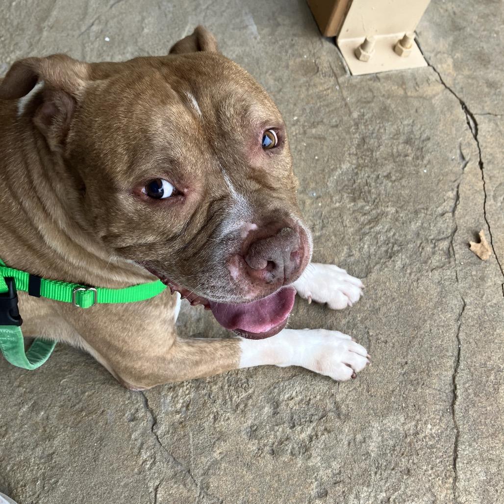 Enlarge Pudge, a Adoptable mixed breed in Chicago, IL image 5/6