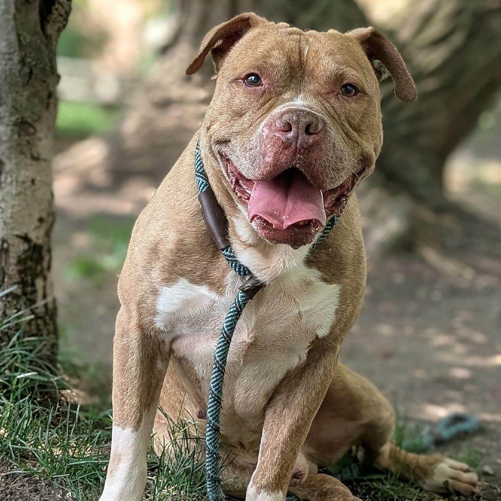 Enlarge Pudge, a Adoptable mixed breed in Chicago, IL image 1/6