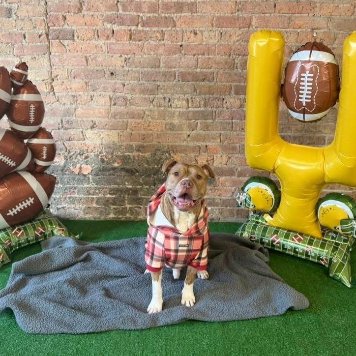 Enlarge Pudge, a Adoptable mixed breed in Chicago, IL image 6/6