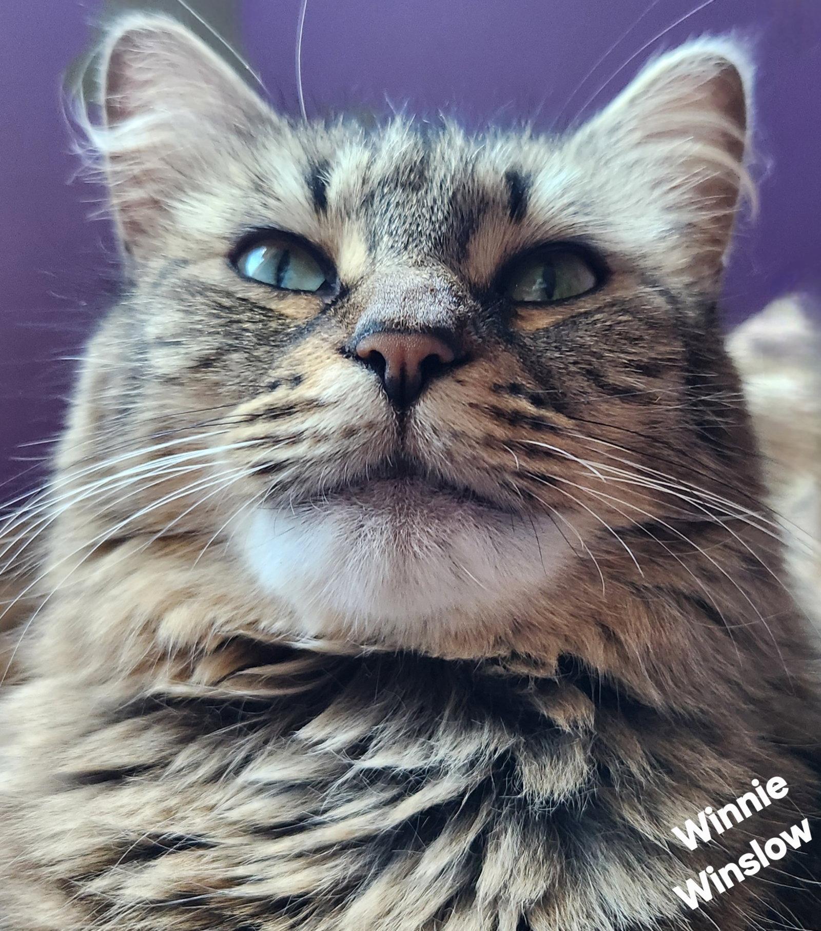 Winnie Winslow, a Adopted Domestic Short Hair in Longwood, FL image 2/3