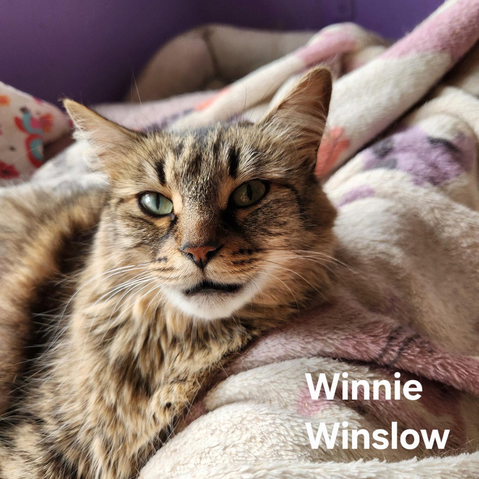 Winnie Winslow, a Adopted Domestic Short Hair in Longwood, FL image 3/3