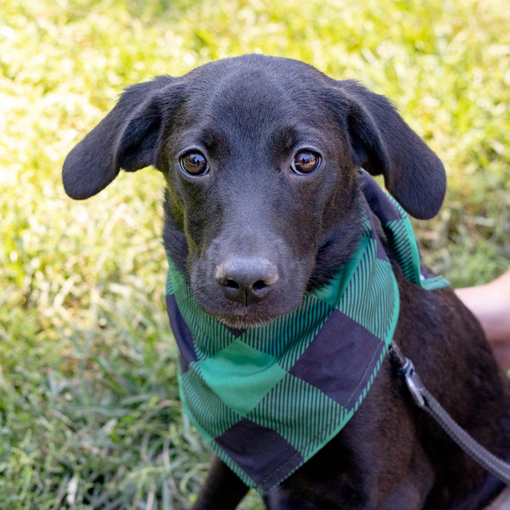 Enlarge Bobo (Male), a Adoptable mixed breed in West Grove, PA image 4/6