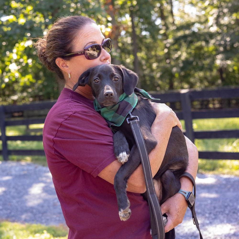 Enlarge Bobo (Male), a Adoptable mixed breed in West Grove, PA image 3/6