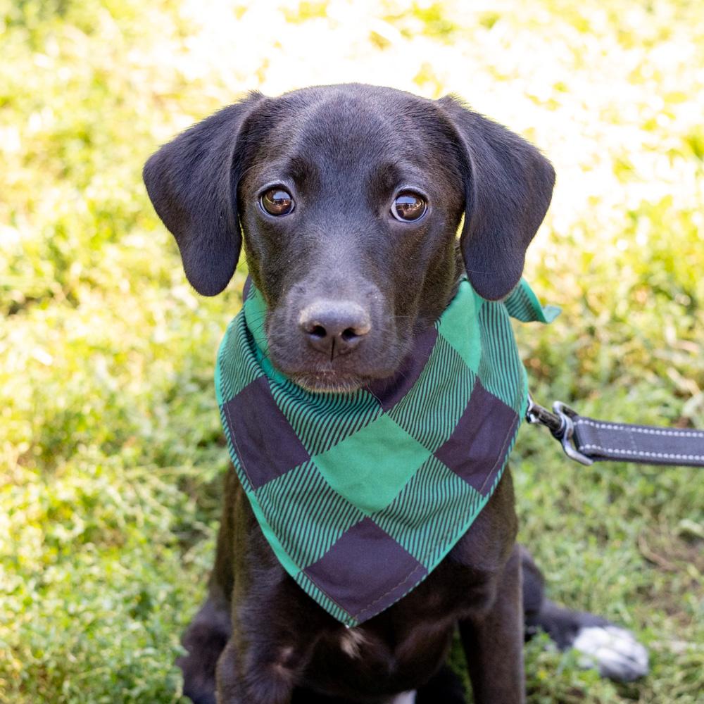 Bobo (Male), Adoptable, Puppy Male Black Labrador Retriever & Hound.
