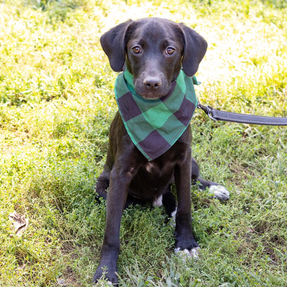 Enlarge Bobo (Male), a Adoptable mixed breed in West Grove, PA image 6/6