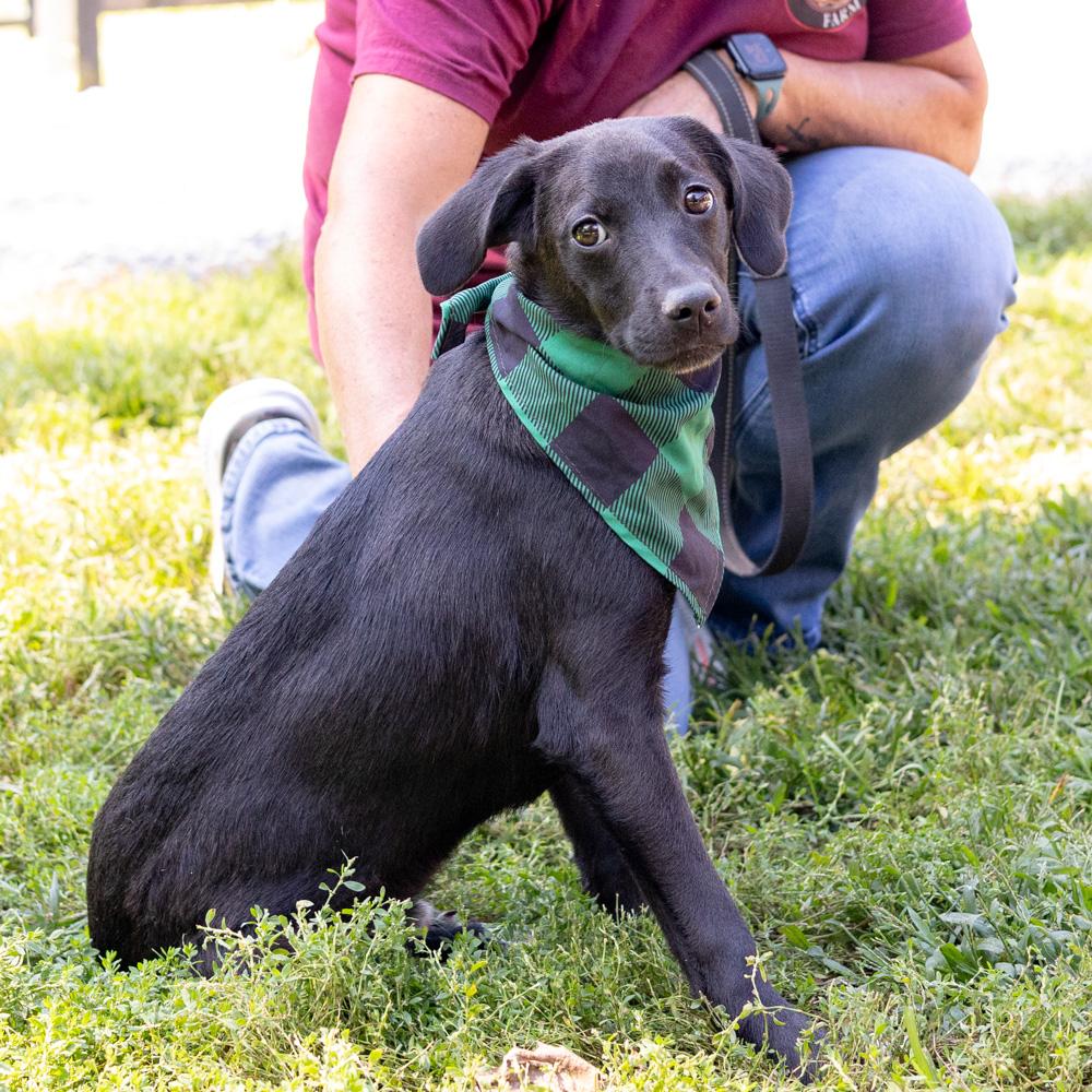 Enlarge Bobo (Male), a Adoptable mixed breed in West Grove, PA image 2/6
