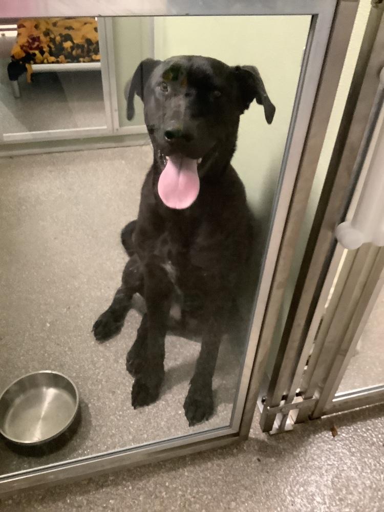 Steve, Adoptable, Adult Male Labrador Retriever.