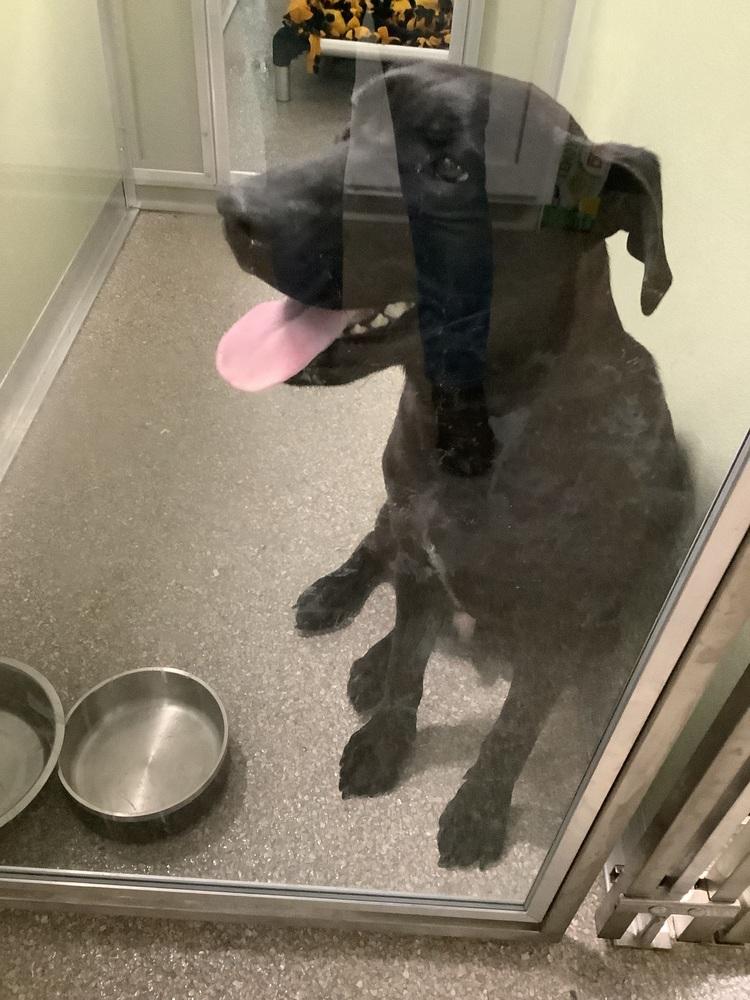 Enlarge Steve, a Adoptable Labrador Retriever in Innsbrook, MO image 2/3
